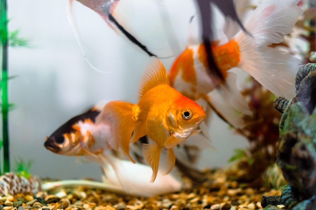 Nicht ins Wasser pinkeln. Bild von Pexels auf Pixabay