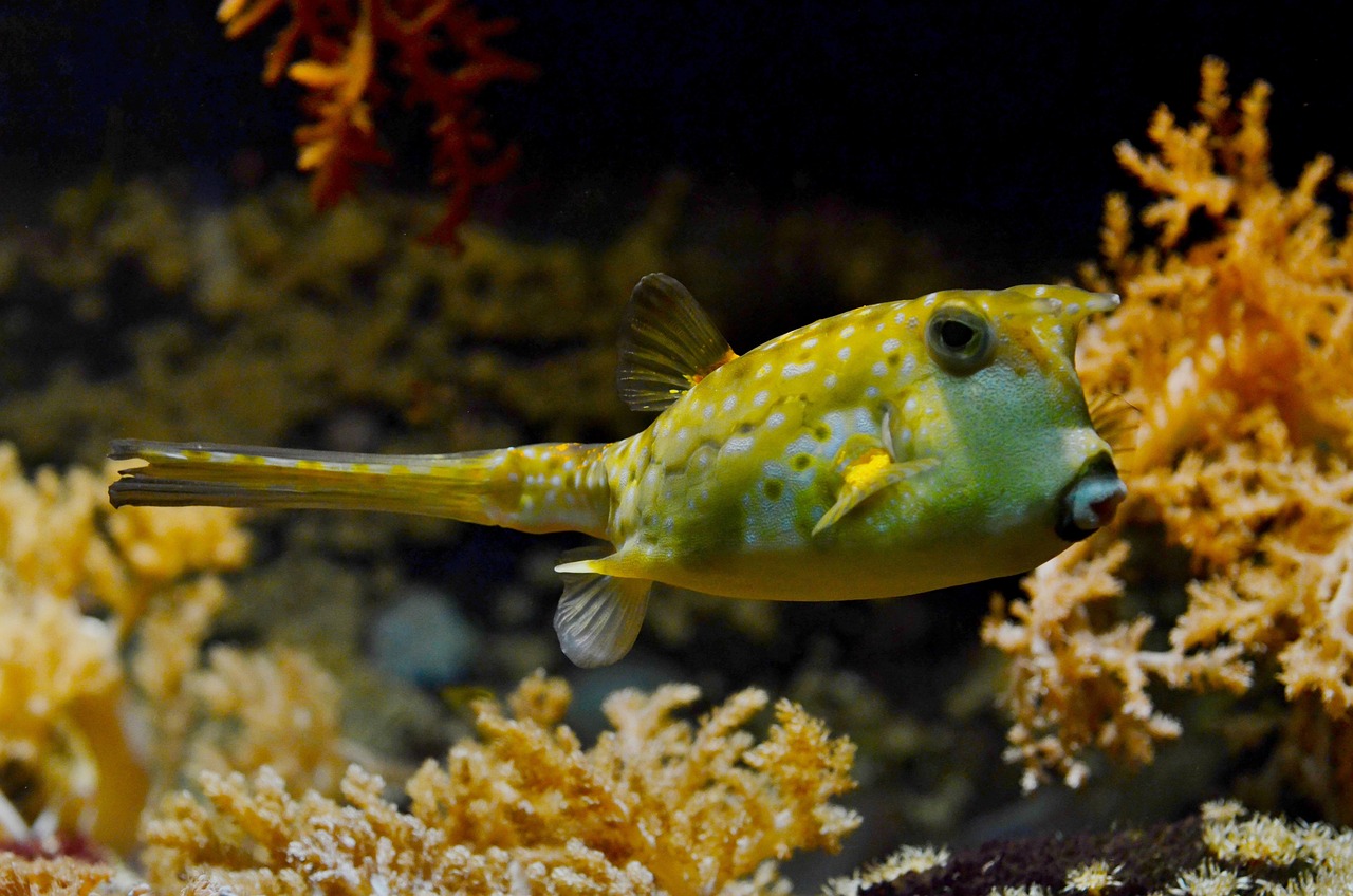 Kugelfisch. Bild von Rudy and Peter Skitterians auf Pixabay