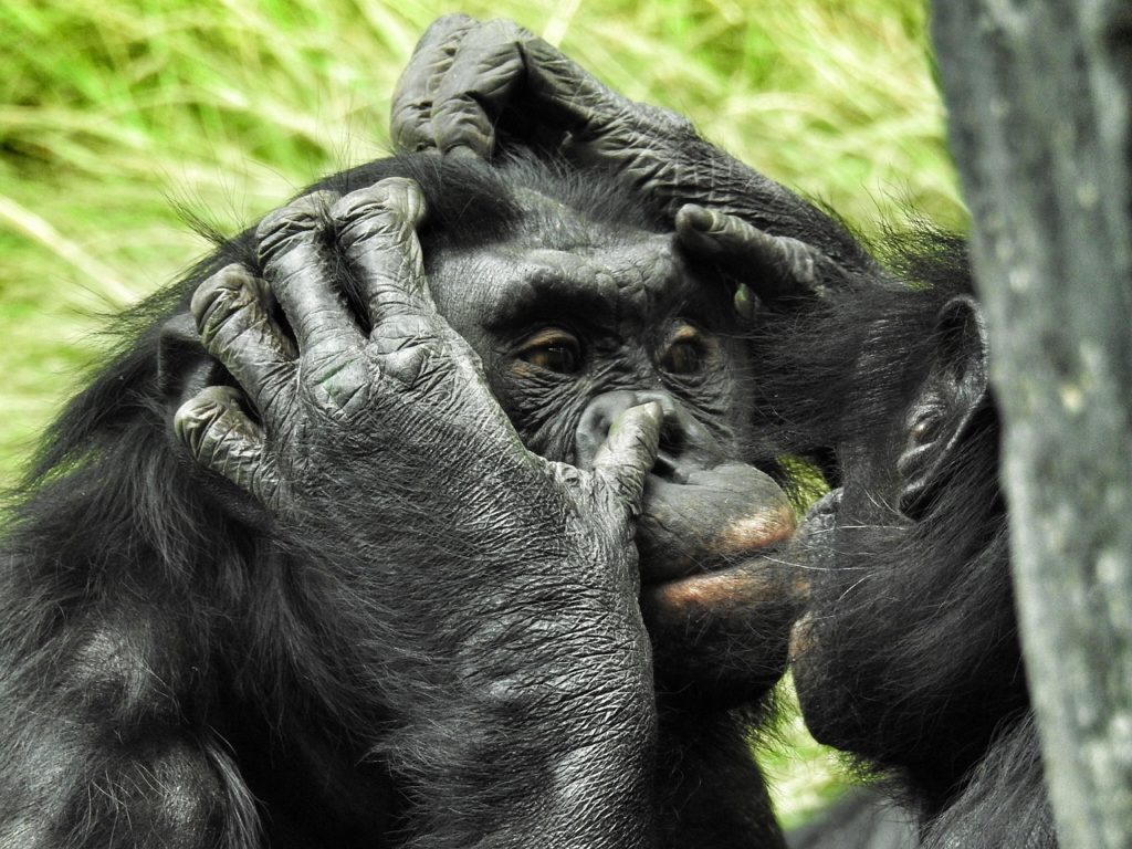 Bonobos sind sehr gesellig. Bild von Stephen auf Pixabay