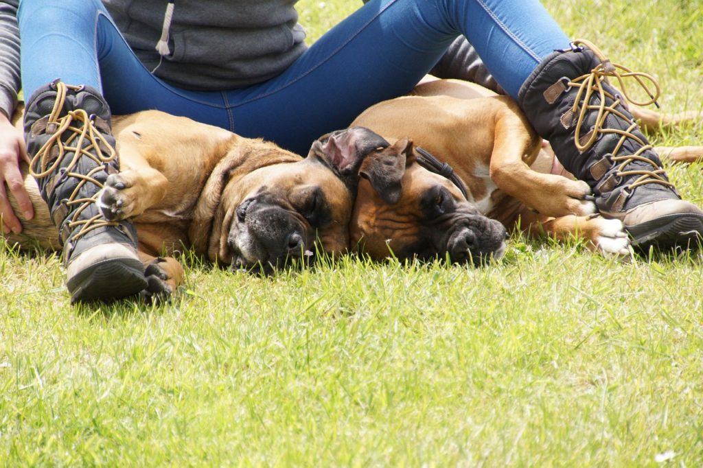 Zwei schlafende Boxer. Bild von M. Meyer auf Pixabay