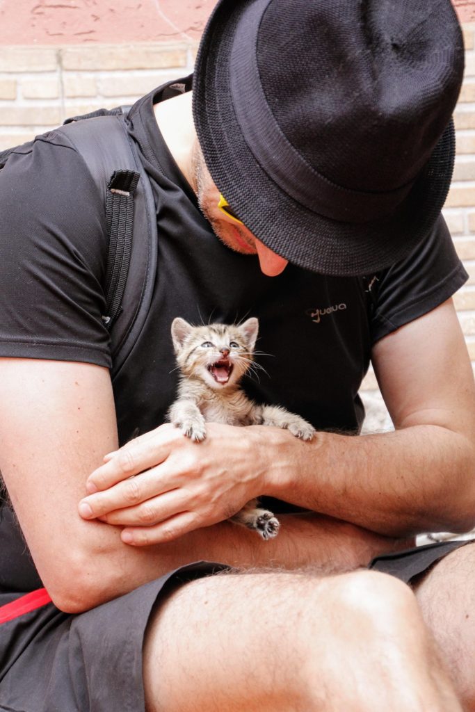 Auch eine Art der Manipulation durch Katzen. Image by Peggy und Marco Lachmann-Anke from Pixabay