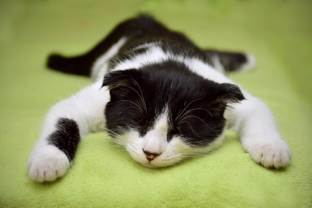 Schlafendes Kitten. Bild von Екатерина Гусева auf Pixabay