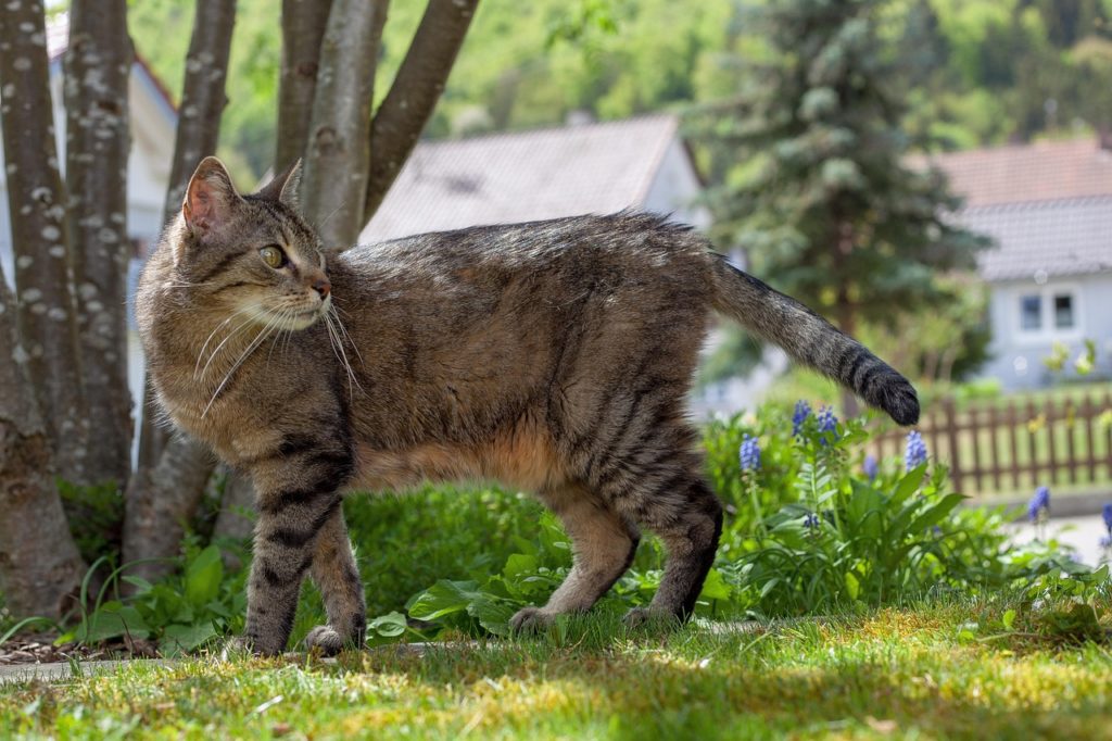 Katzen sind meistens sehr aufmerksam. Image by Filmbetrachter from Pixabay