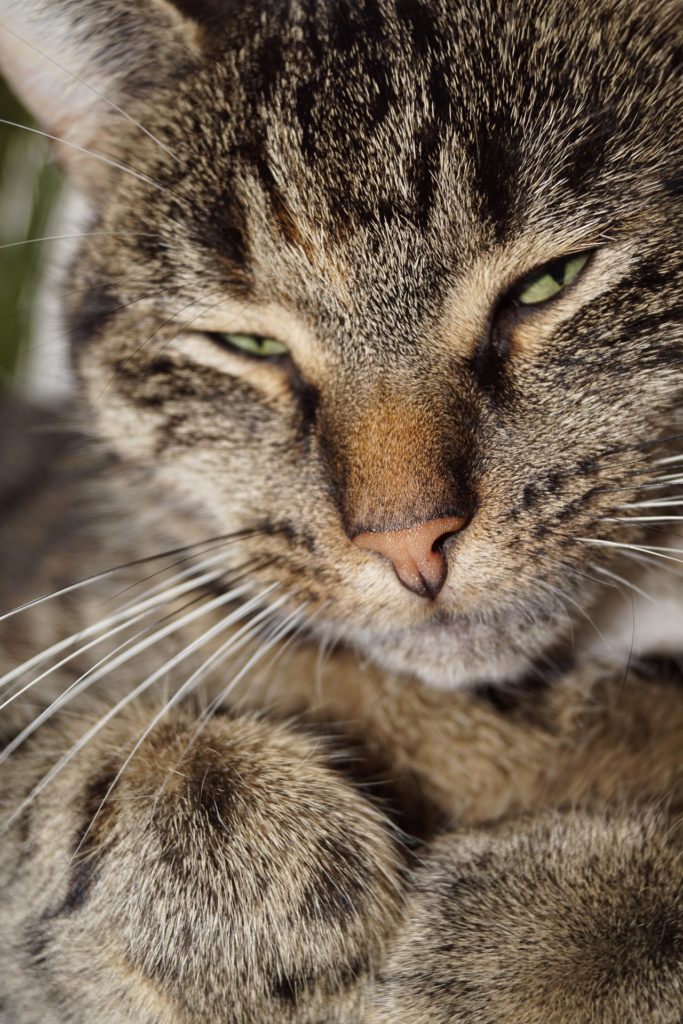 Schnurrende Katze. Image by Ines Groen from Pixabay