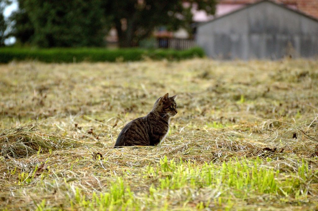 Katzen sind wahre Jäger. Image by Katja Fissel from Pixabay