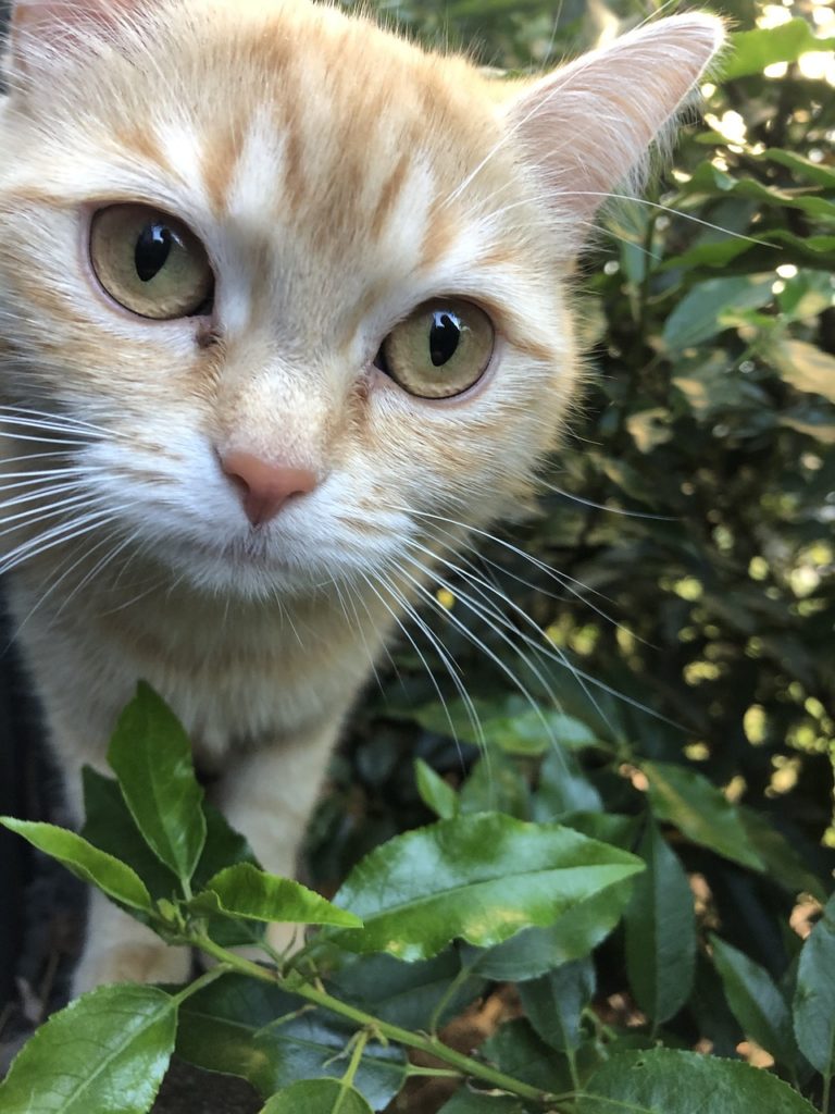 Neugierige Katze. Image by Guri Gustaf from Pixabay