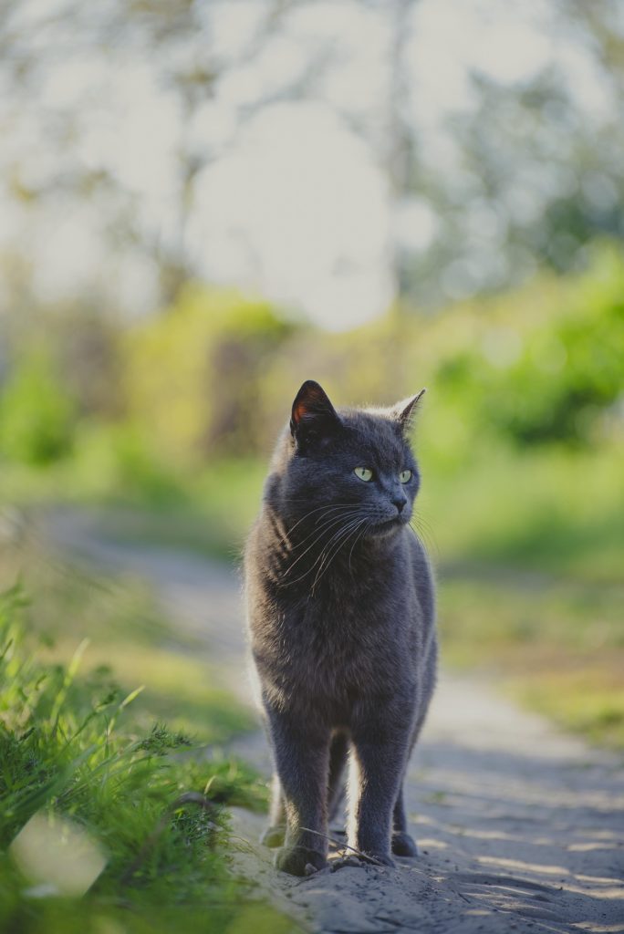 Katze auf Wanderschaft. Bild von TEREX12 auf Pixabay