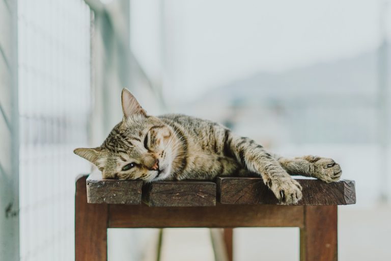 Hauskatze. Bild von Anas Martadireja auf Pixabay