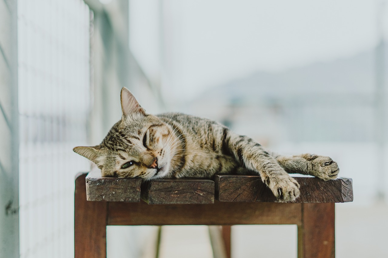 Hauskatze. Bild von Anas Martadireja auf Pixabay