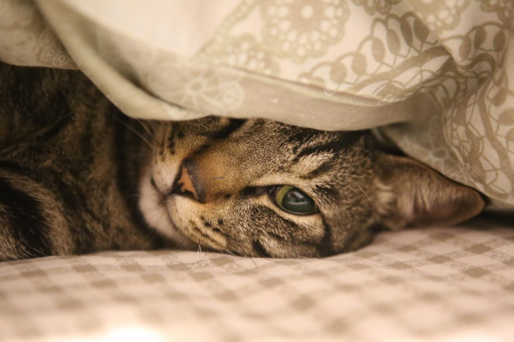 Katzen schlafen und dösen gerne und ausgiebig. Bild von cat823 auf Pixabay