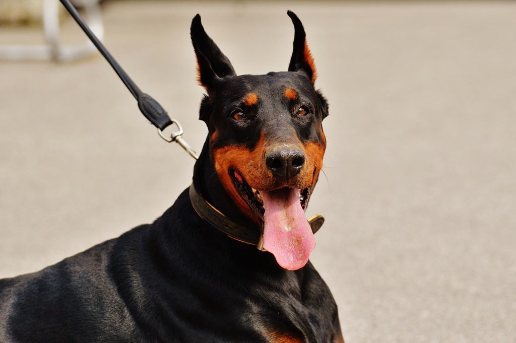 Dobermann an der Leine. Bild von Alexa auf Pixabay