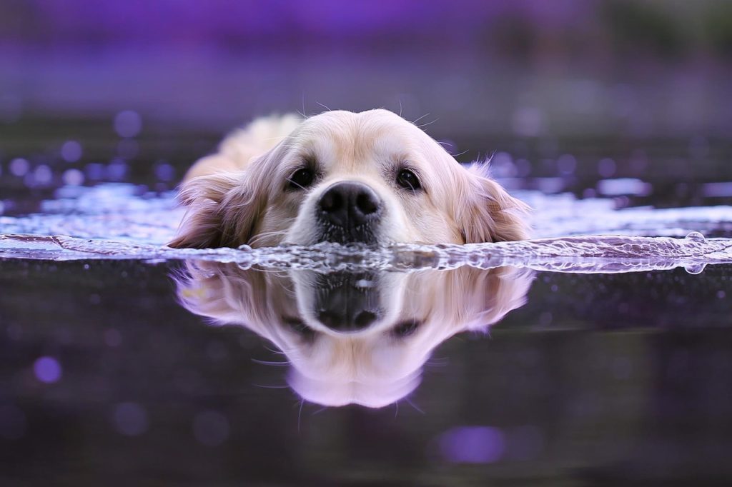 Manche Hunde lieben das Wasser. Bild von Petr Jalový auf Pixabay