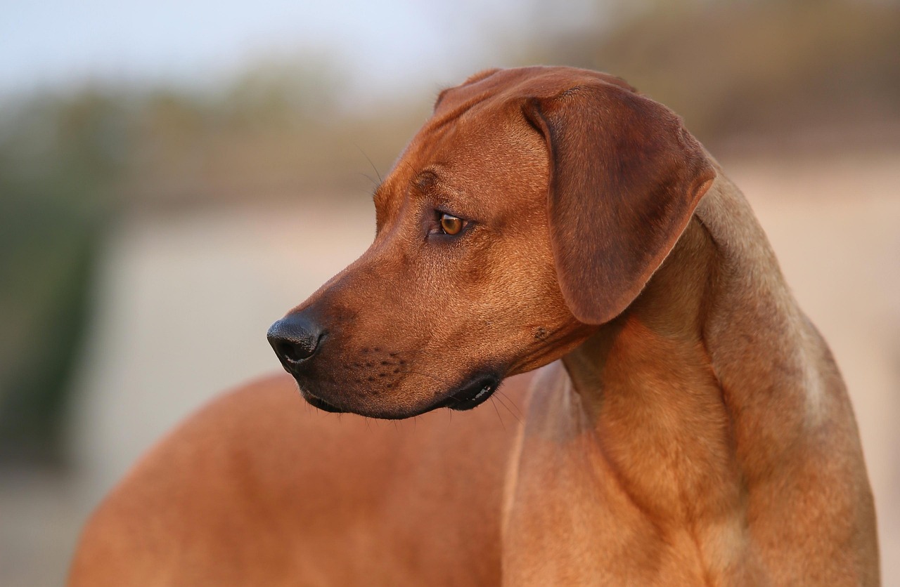 Rhodesian Ridgeback. Bild von u_m8a0uoye auf Pixabay