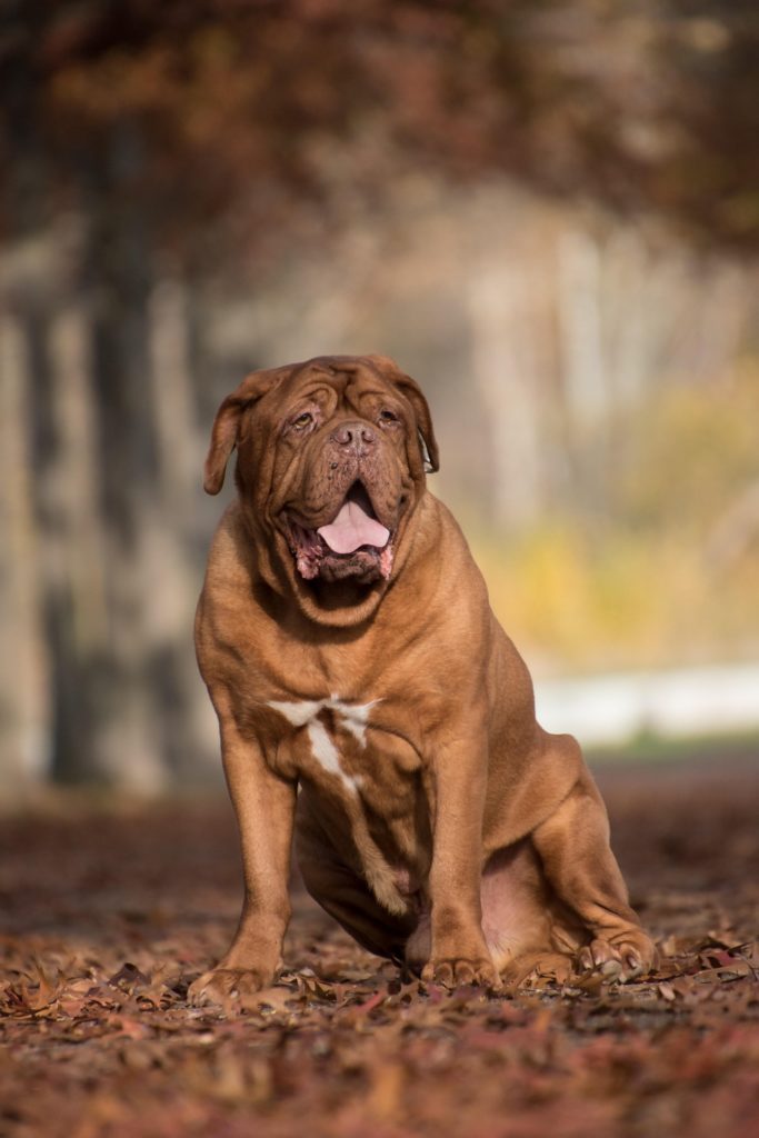 Bordeaux Mastiff. Bild von Rebecca Scholz auf Pixabay