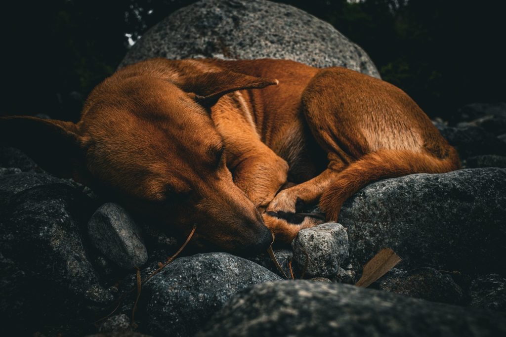 Schlafender Hund. Bild von Hoàng_Thạch Nguyễn auf Pixabay