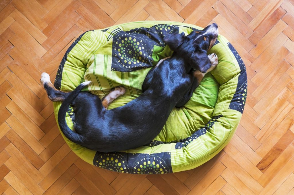Schlafender Hund. Bild von Gentle Dog Trainers auf Pixabay