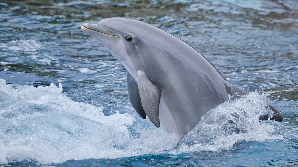 Halt die Flossen über der Wasseroberfläche, Herr Delfin. Bild von Armin Forster auf Pixabay