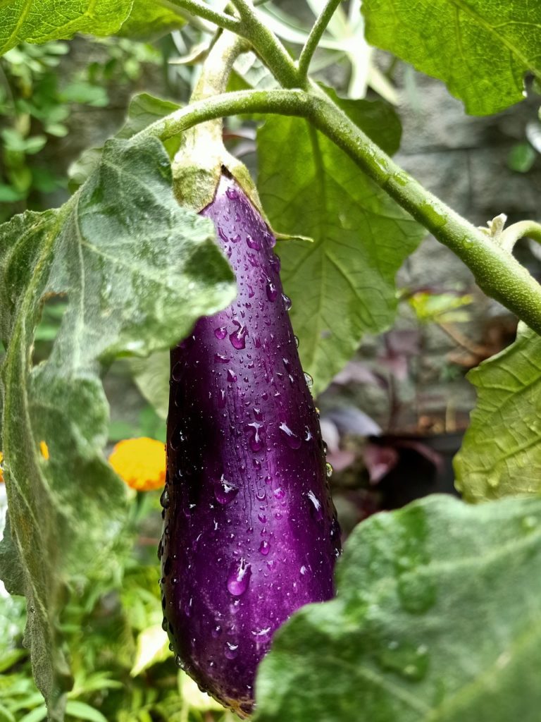 Aubergine. Eggplant. Bild von Sendy Wulandhary auf Pixabay