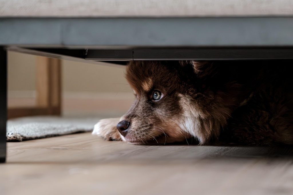 Finnischer Lapphund. Liegt unter Couch. Bild von SSidde auf Pixabay
