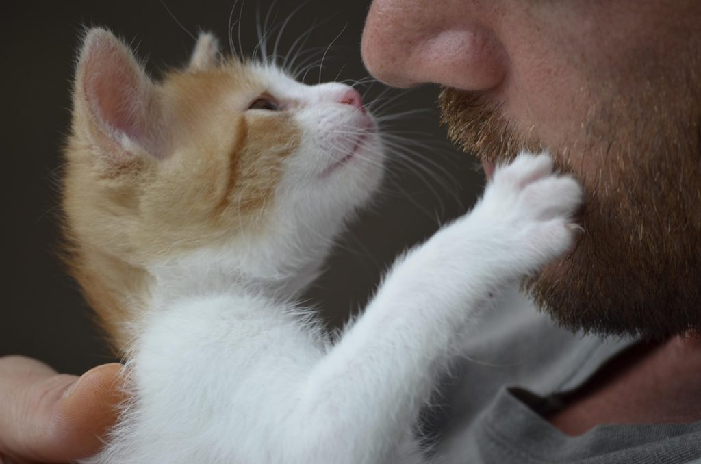 Schmusekatze und Dosenöffner. Image by Kadres from Pixabay