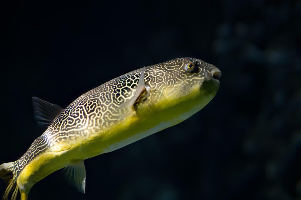 Großer Süßwasser Kugelfisch. Bild auf Pixabay