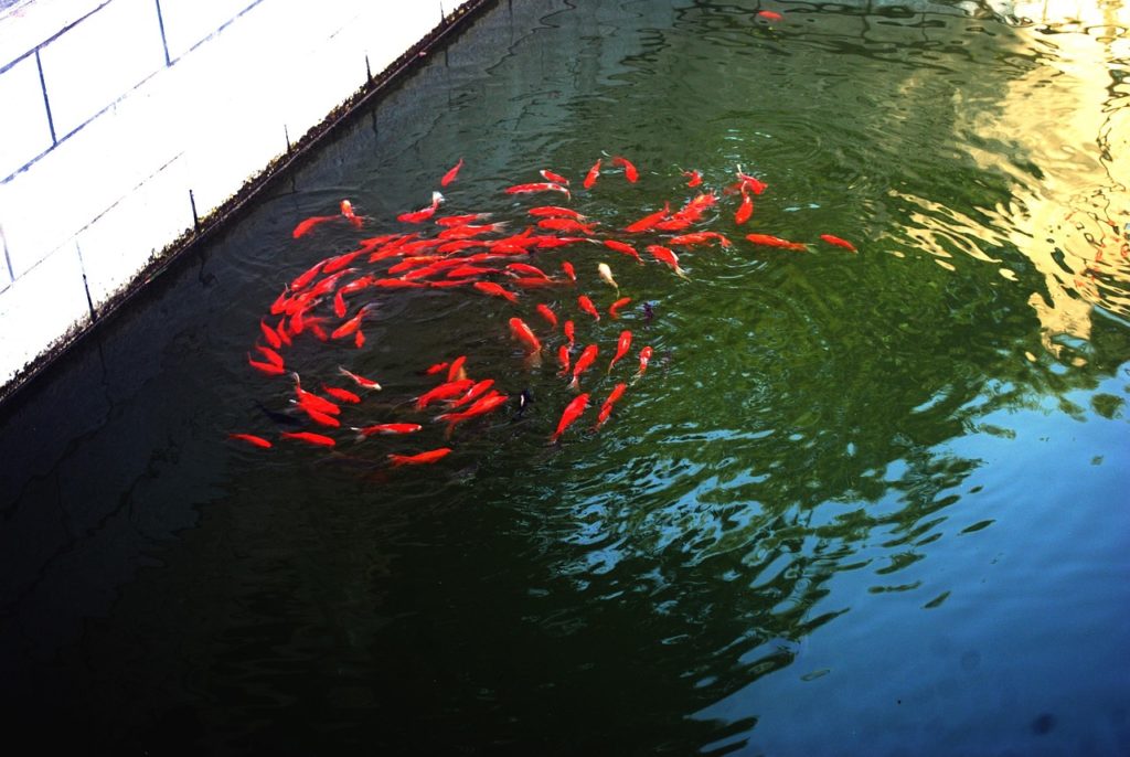 Synchronschwimmen. Bild von PublicDomainPictures auf Pixabay