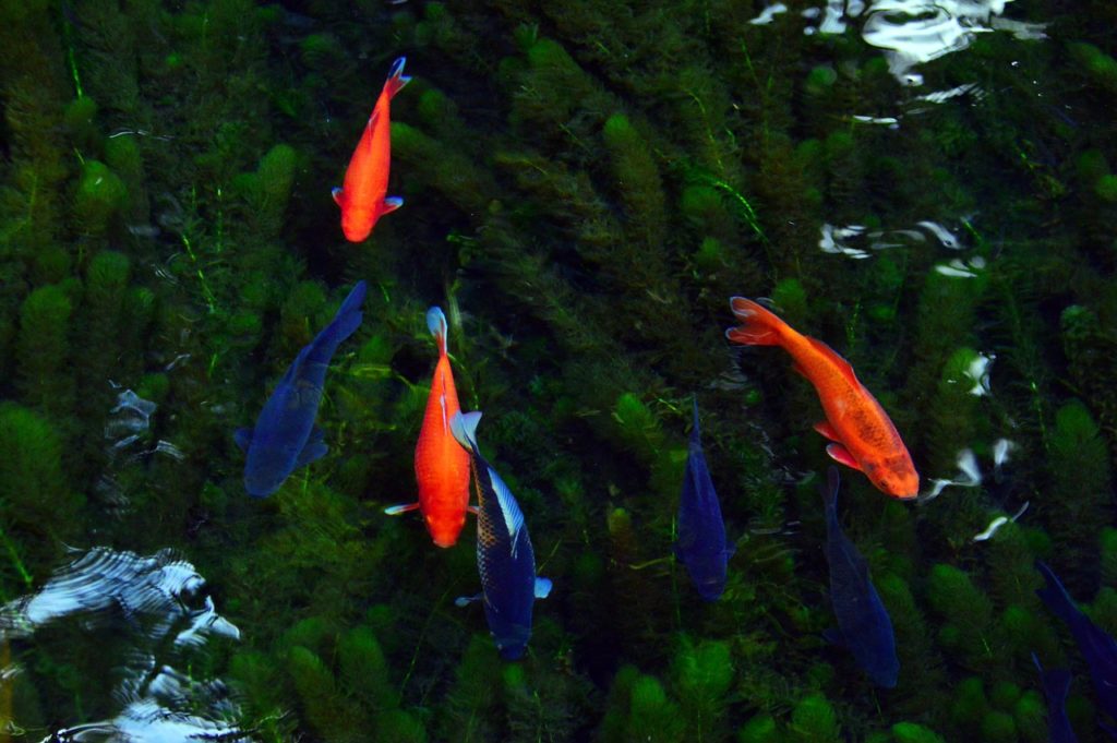 Goldfische im Wasser. Bild von Gábor Adonyi auf Pixabay