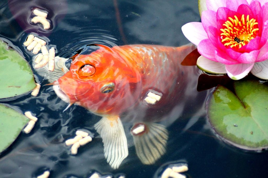 Goldfischfütterung. Bild von Peter Timmerhues auf Pixabay