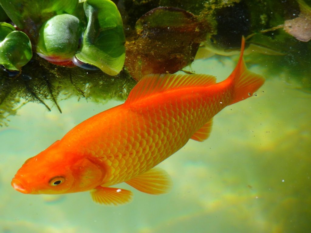 Großer Goldfisch. Bild von LoggaWiggler auf Pixabay