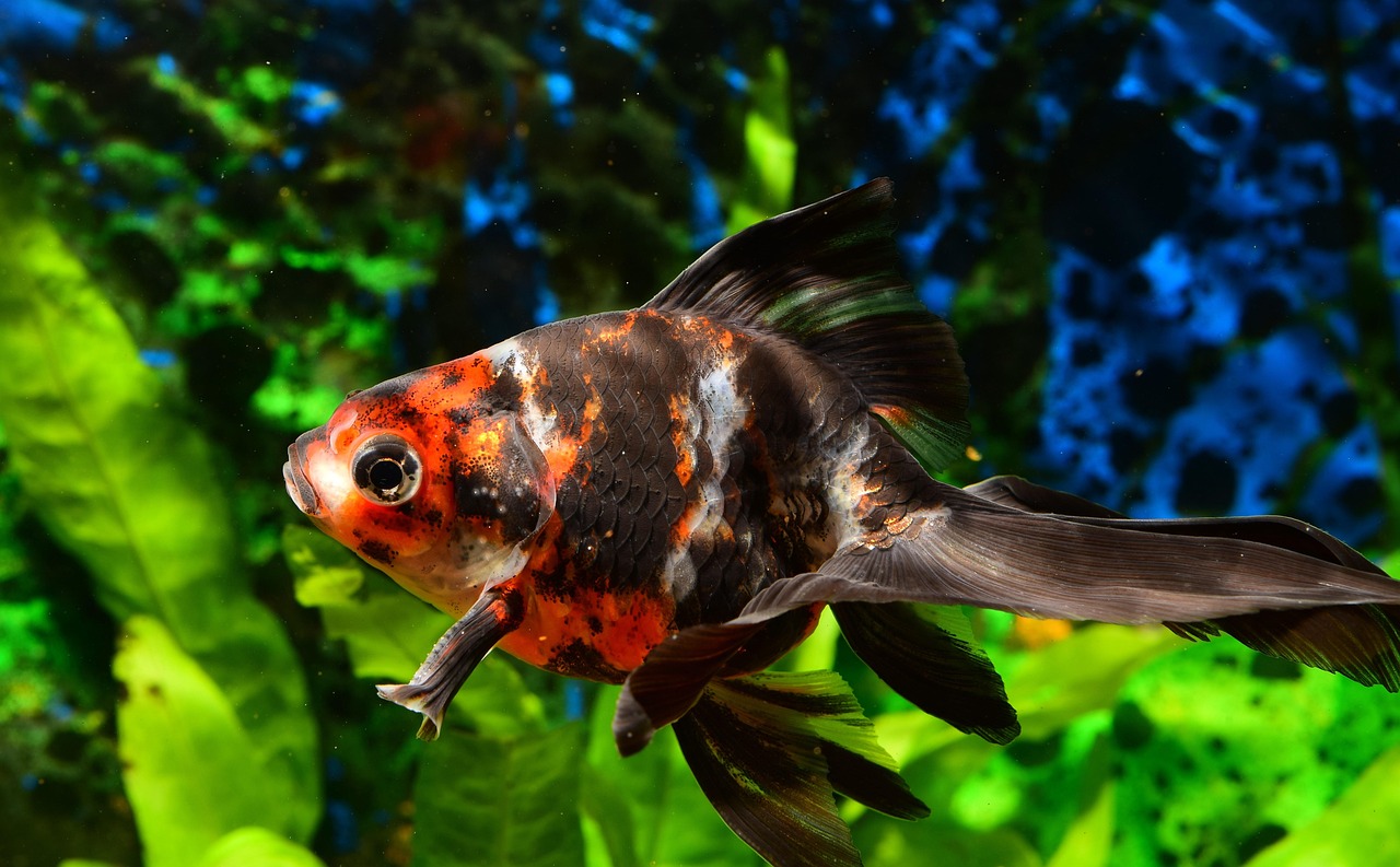 Goldfisch. Bild von Juan Carlos Palau Díaz auf Pixabay