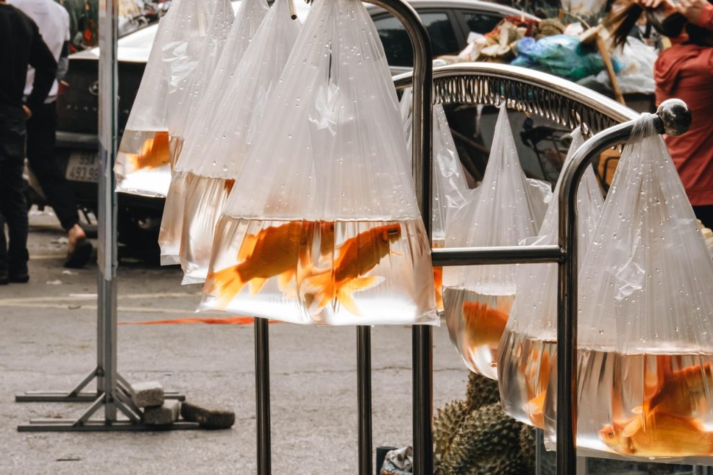 Goldfischmarkt in Asien. Bild von Hiệp Nguyễn Văn auf Pixabay