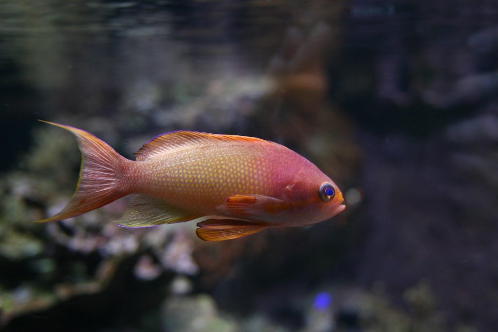 Schlafender Goldfisch. Bild von Else Siegel auf Pixabay