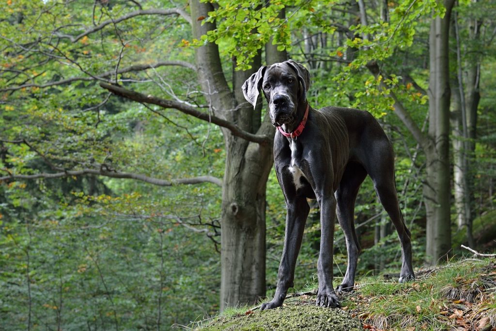 Deutsche Dogge. Bild von Martin Tajmr auf Pixabay