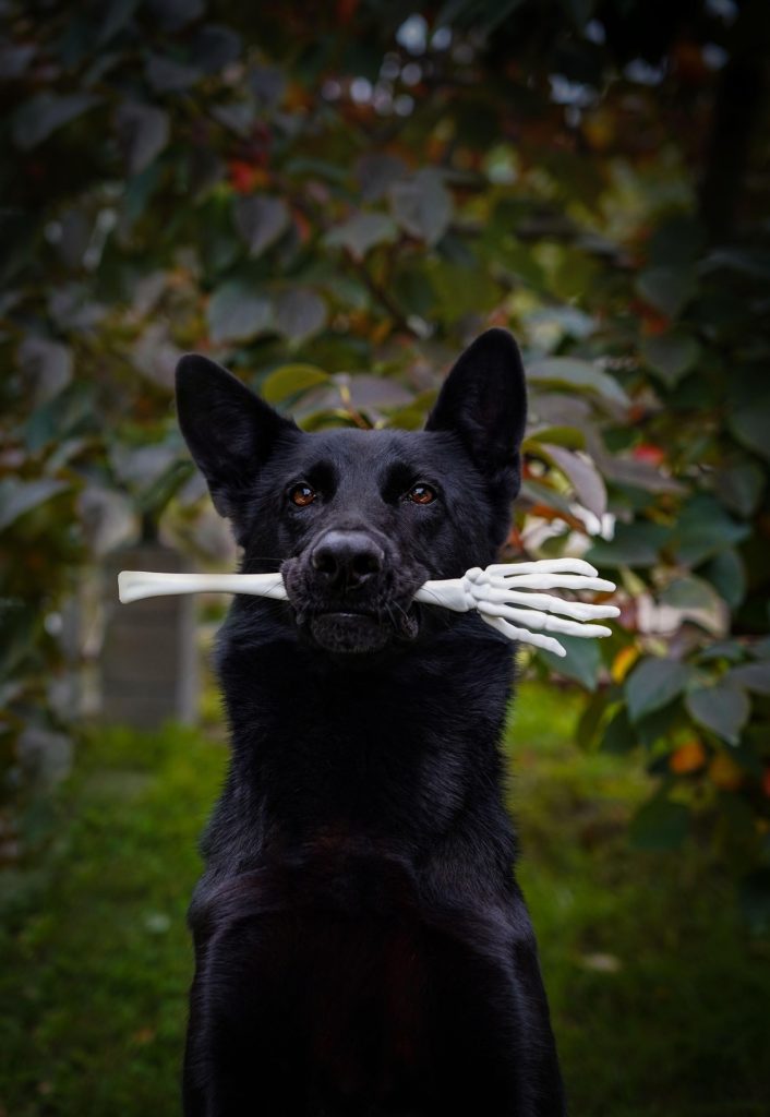 Deutscher Schäferhund feiert Halloween. Bild von Yama Zsuzsanna Márkus auf Pixabay