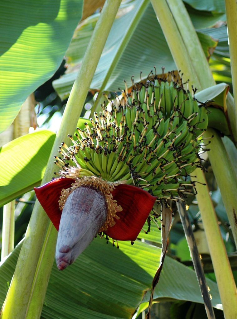 Indische grüne Banane. Bild von Sidhik Keerantakath auf Pixabay