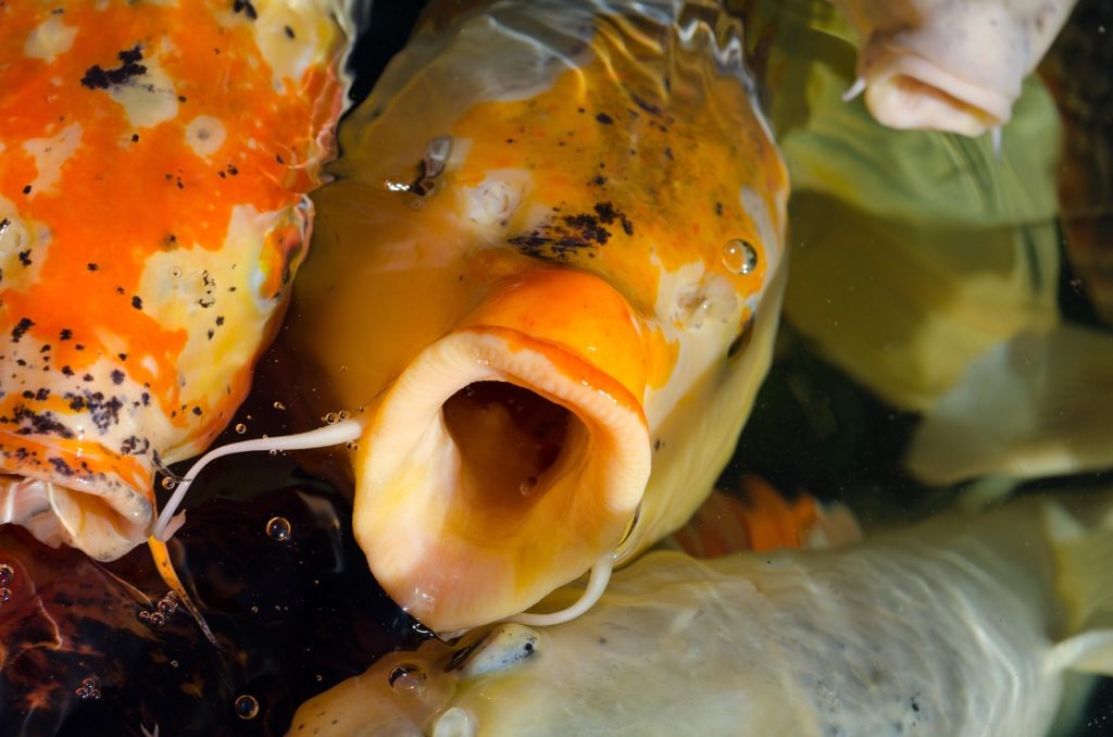 Koi. Bild von Rudy and Peter Skitterians auf Pixabay