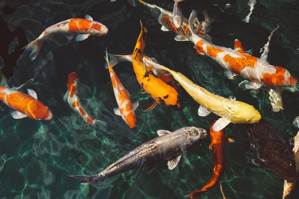 Koi. Goldfisch. Bild von Pexels auf Pixabay