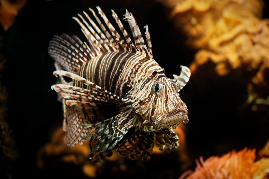 Der Feuerfisch ist außergewöhnlich. Bild von Christine Sponchia auf Pixabay