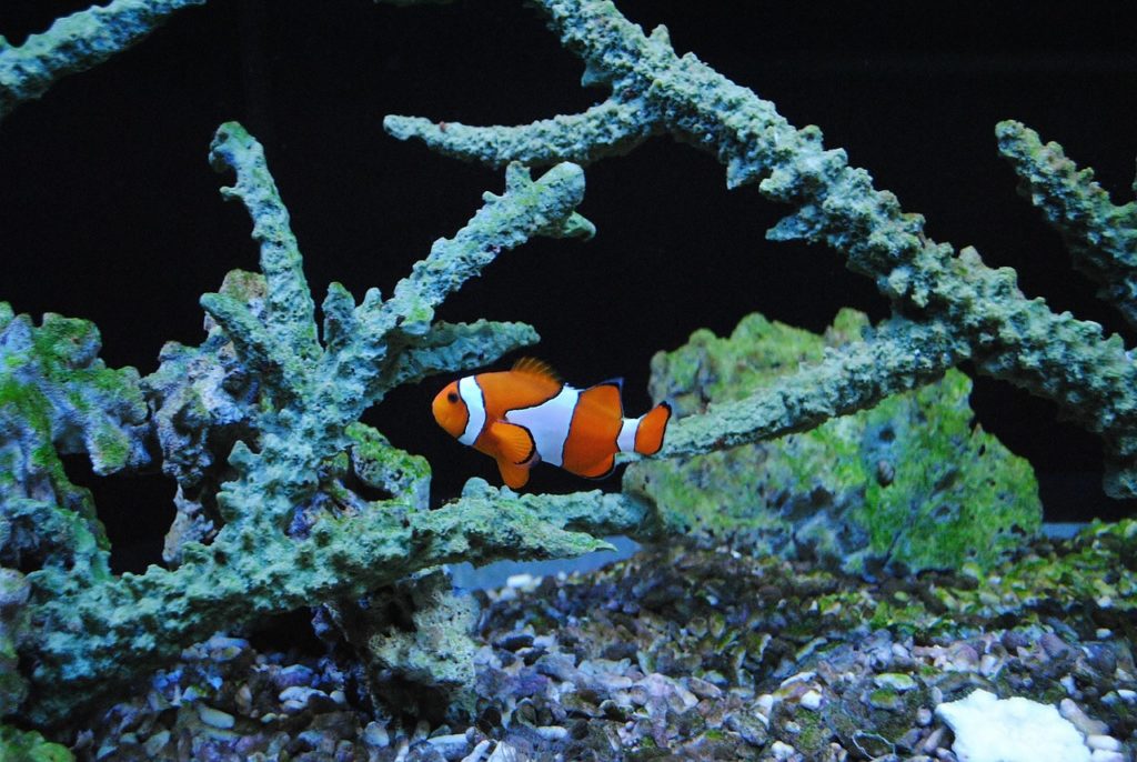Clownfisch. Nemo. Bild von Lenka Libertová auf Pixabay