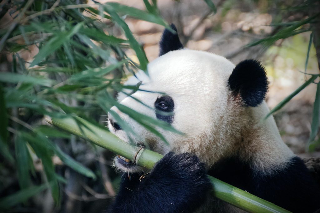 Ein Großer Panda beim Snacken. Bild von Adrian auf Pixabay