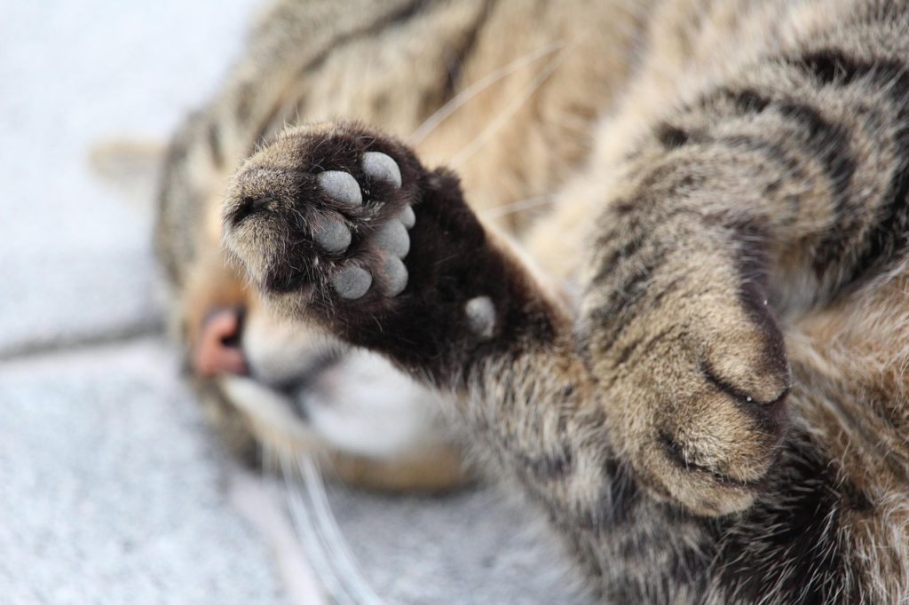 Süße Katzenpfoten. Image by H. Hach from Pixabay