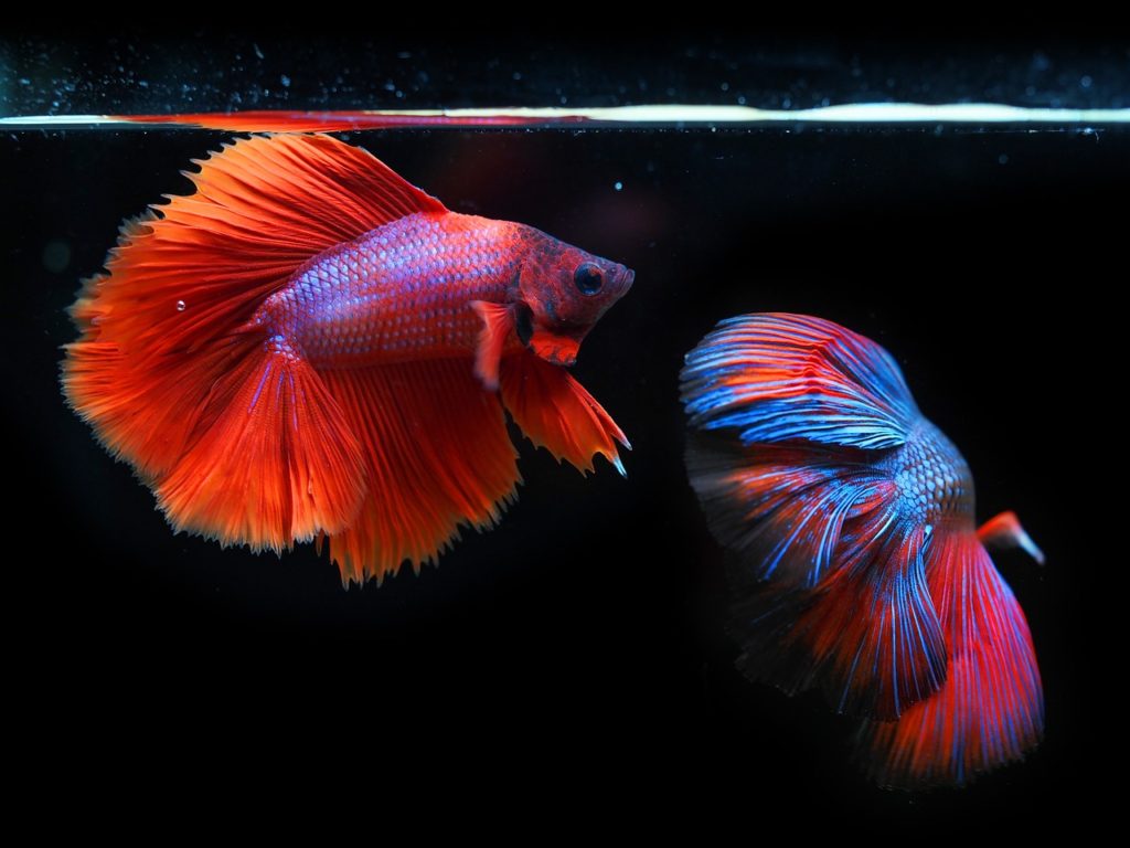 Siamesische Kampffische. Bild von Natthapat Aphichayananthanakul auf Pixabay
