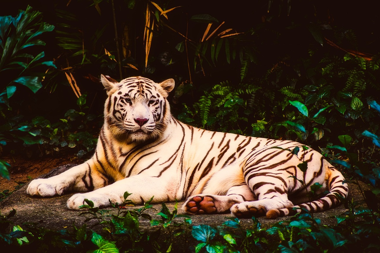 Albino-Tiger. Bild auf Pixabay